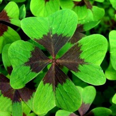挂机之百世仙人无限金币元宝版下载